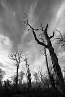 Silhouetten von kahlen Bäumen - Hutenwald Bentheim