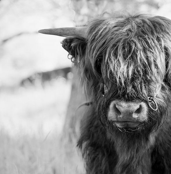Haarschnitt erforderlich von Britta Kärcher