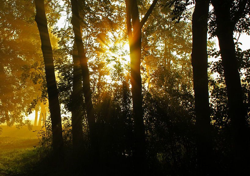 Zonnestralen van Yvonne Blokland
