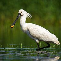 Der raffinierte Löffelhund