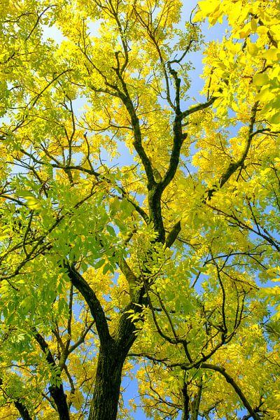 Tirage ascendant de feuilles dorées ou jaunes sur un Golden Ash Tree par Sjoerd van der Wal Photographie