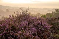 20210821-3463 Gros plan d'un buisson de bruyère devant une vallée avec brume et soleil levant