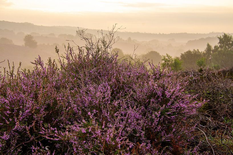 20210821-3463 Gros plan d'un buisson de bruyère devant une vallée avec brume et soleil levant par AdWF