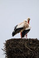 Un couple de cigognes