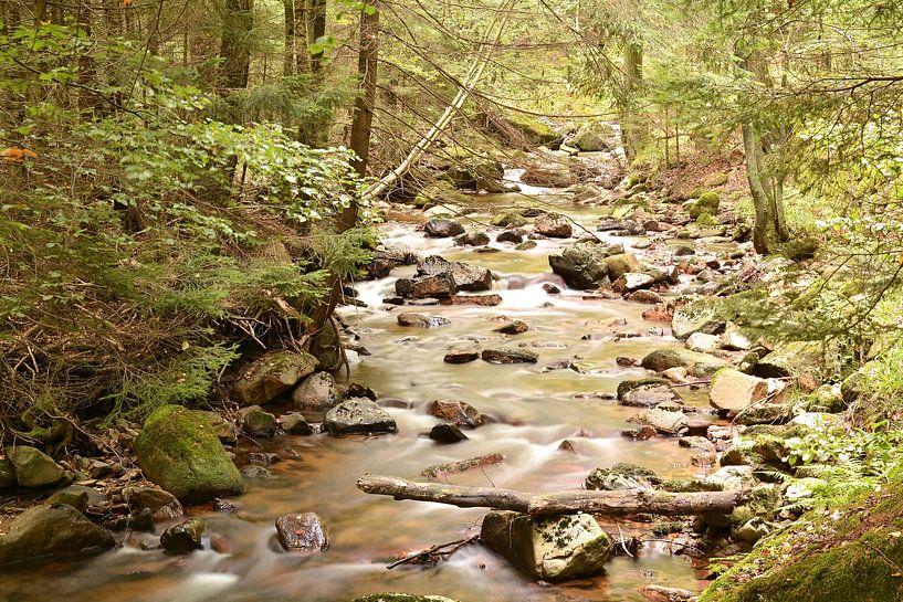 La rivière Ilse dans le parc national du Harz par Heiko Kueverling