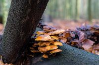 Paddestoelen in het bos