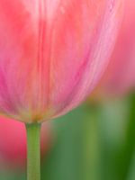 Frühling Zärtlichkeit