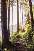 Chemin dans la forêt ensoleillée