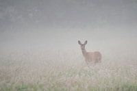 Ree im Nebel