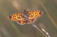Petit fritillaire bordé de perles