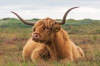 Highlander écossais