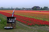 Champ de bulbes tulipes Hillegom Lisse