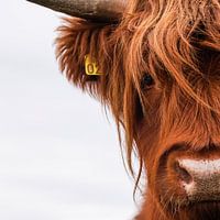Portrait Scottish Highlander square
