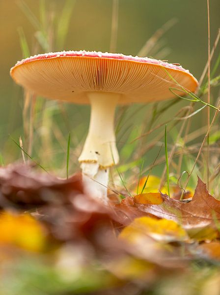Mushroom - autumn in NL by Rik Brussel