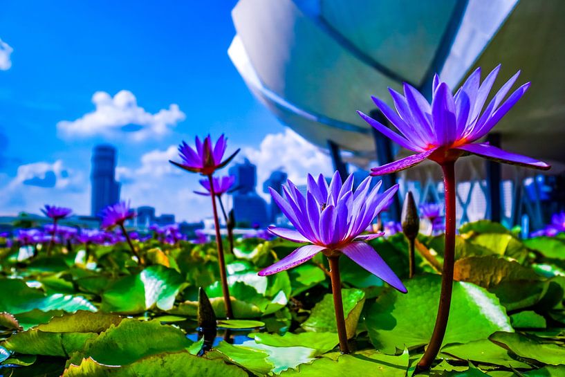 Lotus flowers At ArtScience Museum in Singapore by Barbara Riedel