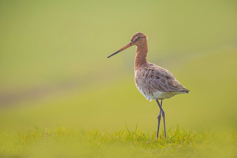 Elegant von Sander Meertins