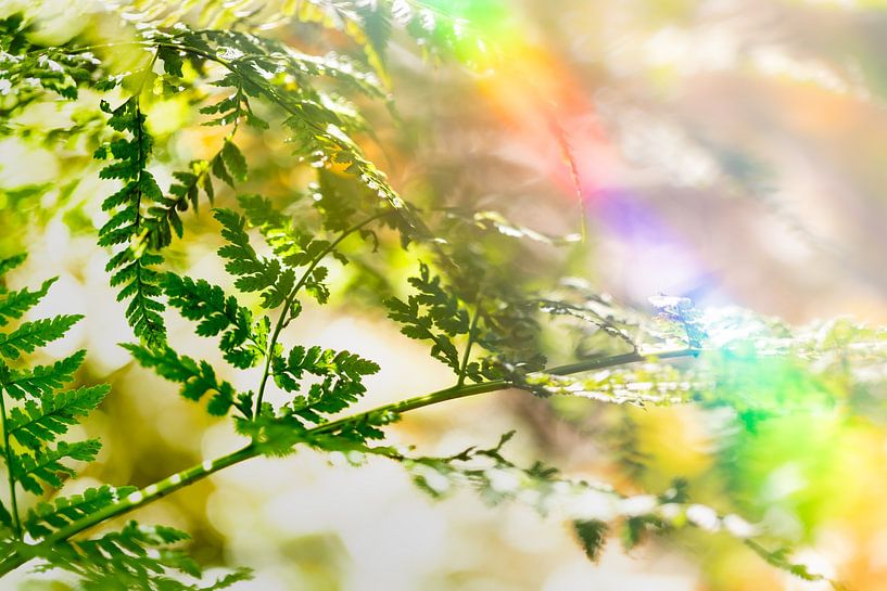 Farne in der Sonne von Patricia van Kuik