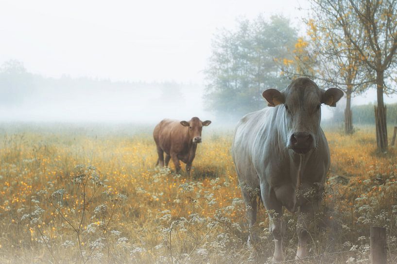 Si hollandais par Saskia Dingemans Awarded Photographer