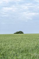 Gingelom - Rote Hoffnung in einem grünen Universum