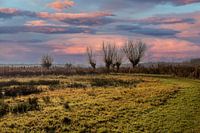 Les saules de Pollard