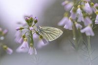 Schmetterlingsmoment