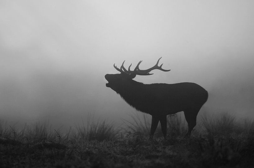 Cerf rouge mâle en train de brame au petit matin noir et blanc par AGAMI Photo Agency