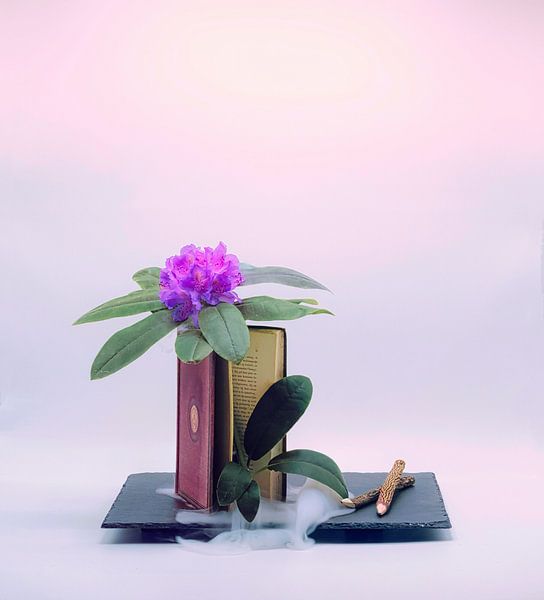 Magisches Stilleben mit Buch, Blume und Bleistiften. von Saskia Dingemans Awarded Photographer