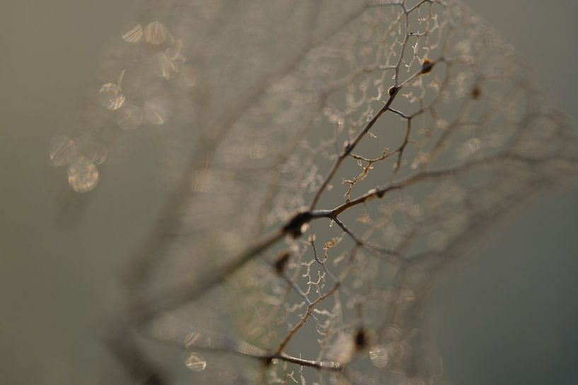 Whispers in glass by Nadia Feys