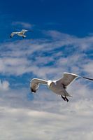 Deux mouettes en vol