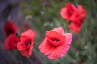 Poppies with special lens
