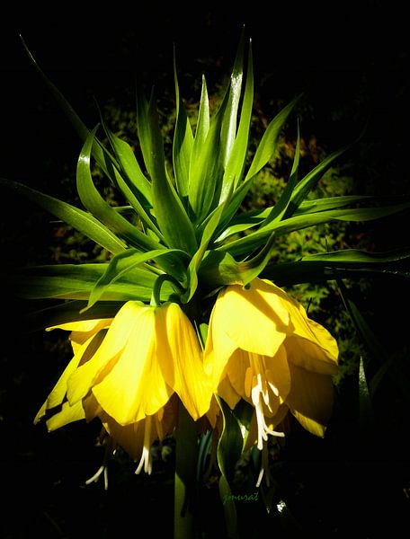 flower art by Johannes Murat