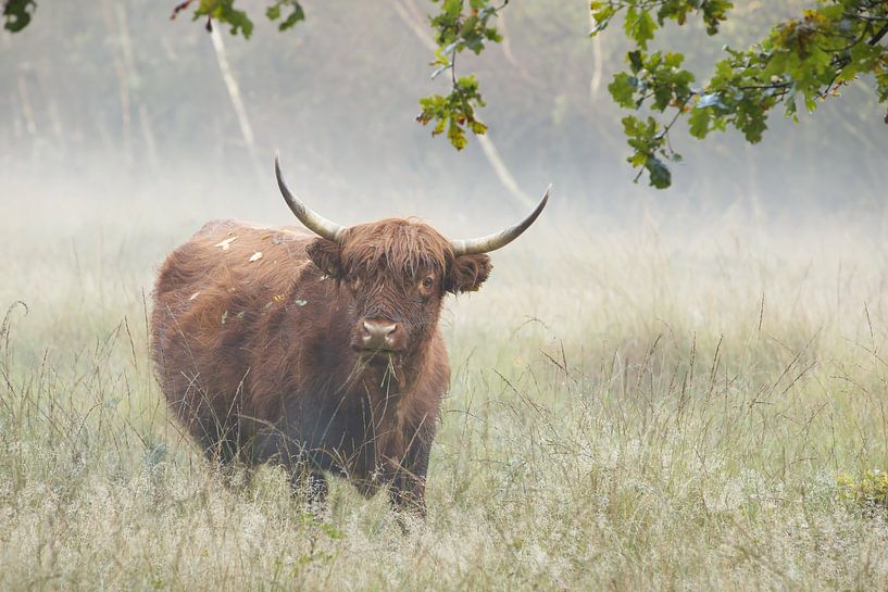 Schottischer Highlander im Nebel von Art Wittingen