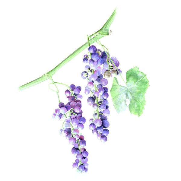 Blue Grapes by Bianca Snip