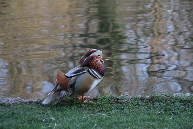 Mantarinente 2 von Gallery
