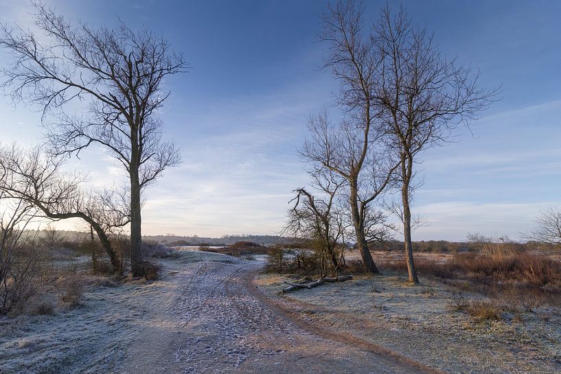 cold morning by Rene van Rijswijk