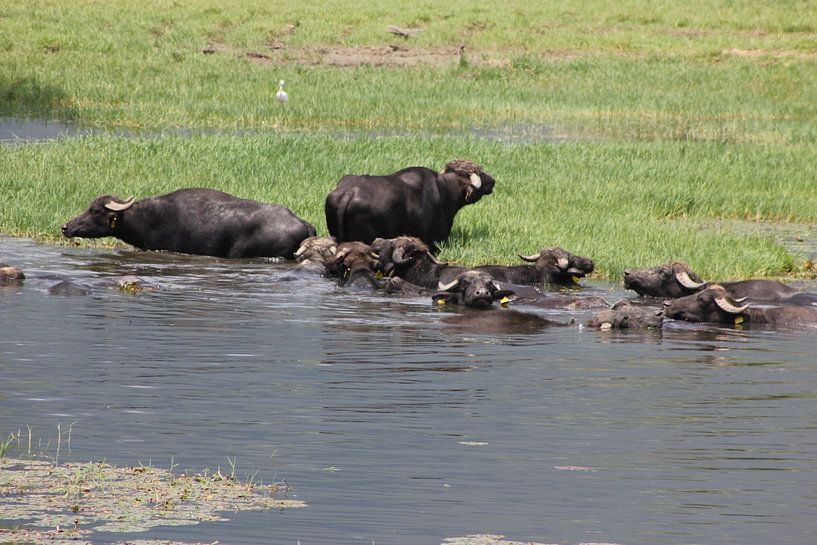 Water buffalo at the Kerkini reservoir by ADLER & Co / Caj Kessler