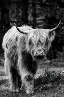 Schottische Schönheit