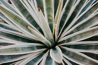 Agave botanischer Druck Marrakesh Serie 003