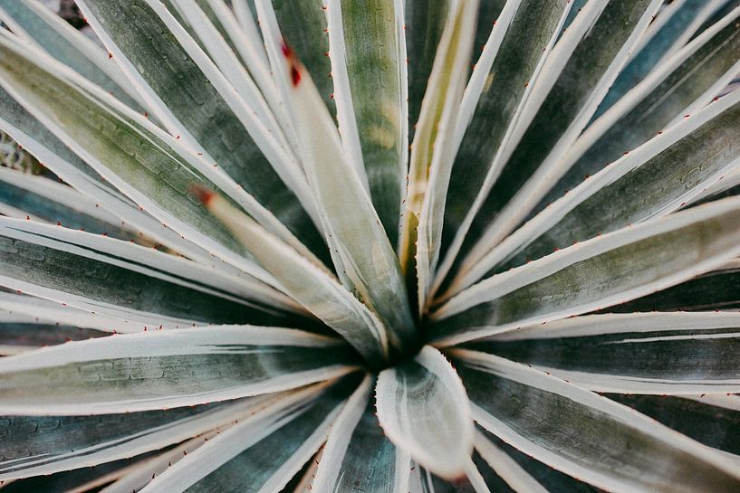 Agave botanischer Druck Marrakesh Serie 003 von Elise van Gils