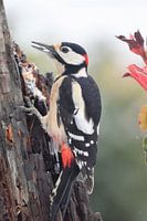 Great spotted woodpecker in all its splendour (male)