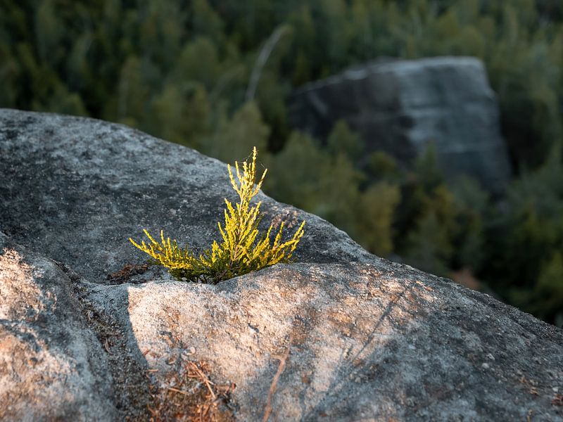 Pfaffenstein, Sächsische Schweiz - Heidekraut Obere Aussicht von Pixelwerk