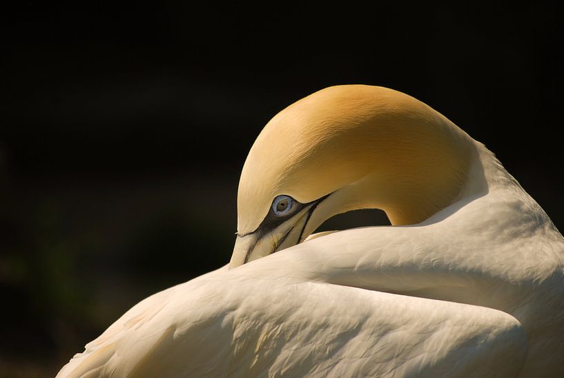Blue eye von Quinlan van Heerdt