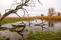 waterpartij met riet en bomen in de oostvaardersplassen