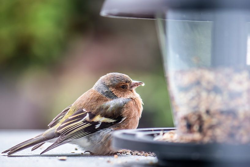food finch by Tania Perneel