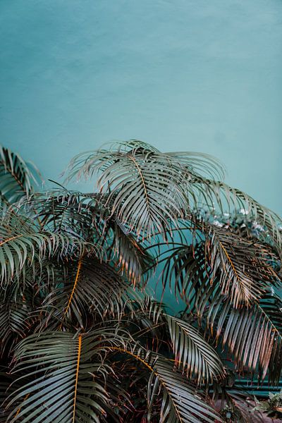Curacao-Palme von shanine Roosingh