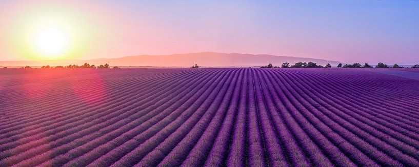 Lavendelblüte in der Provence bei Sonnenuntergang von Sjoerd van der Wal Fotografie