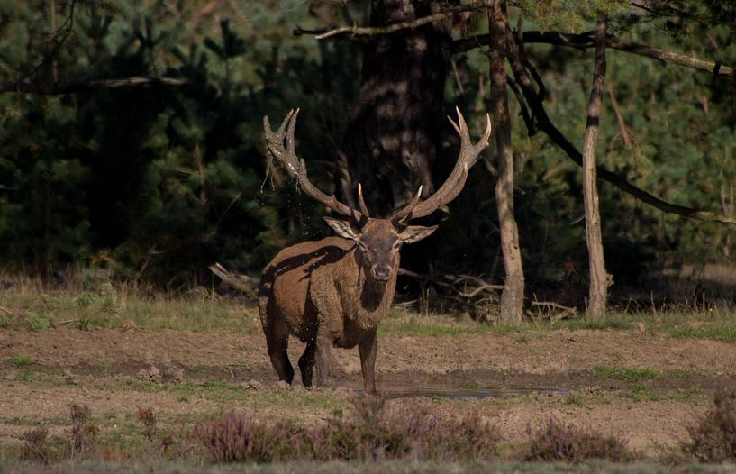 Cerf commun 4 par Wesley Klijnstra