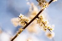 Fragile Blossom Against Blue