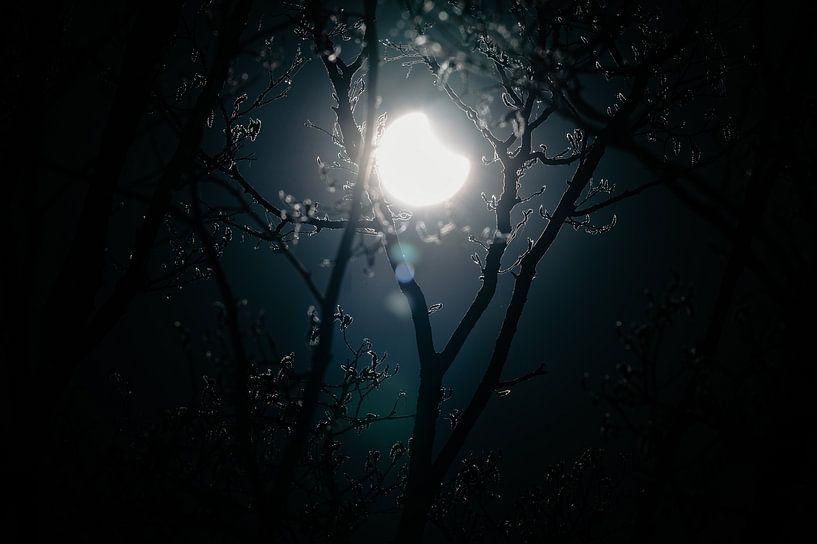 Sonnenfinsternis inmitten der Bäume von Paul Poot