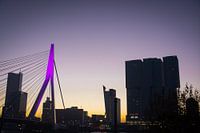 The Swan (Erasmus Bridge) in Rotterdam with sunset